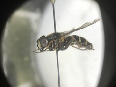 Sericomyia nigra