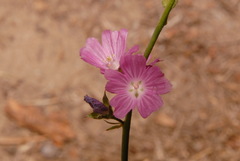 Sidalcea multifida