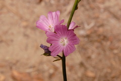 Sidalcea multifida