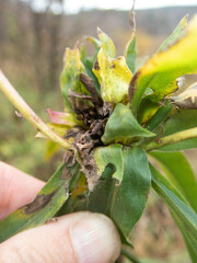 Rhopalomyia capitata