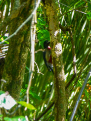 Melanerpes portoricensis