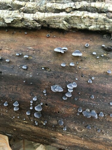 Resupinatus trichotis (Photo 2 of 2)
