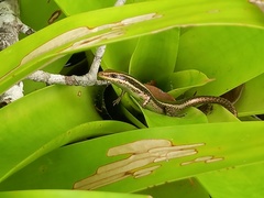 Aspronema dorsivittatum