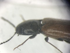 Ampedus mixtus