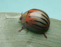 Dicranosterna novemlineata