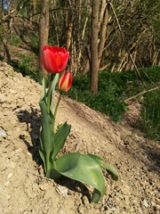Tulipa gesneriana