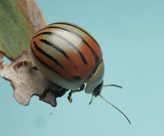 Dicranosterna novemlineata