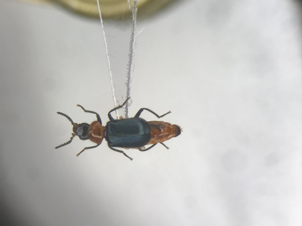 Black-headed Melyrid