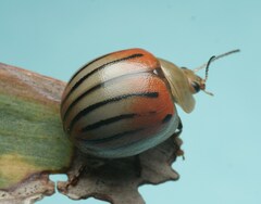 Dicranosterna novemlineata
