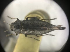 Dicerca tenebrica