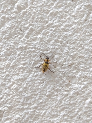 Chauliognathus flavipes