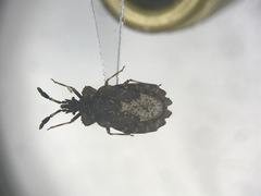 Aradus quadrilineatus