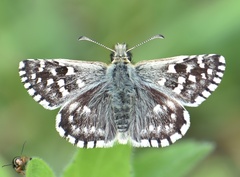 Pyrgus malvae