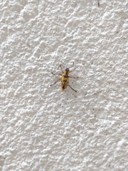 Chauliognathus flavipes