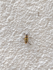 Chauliognathus flavipes