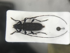 Acanthocinus pusillus