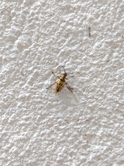 Chauliognathus flavipes