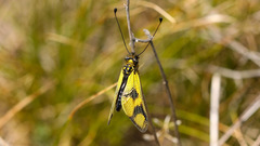 Libelloides macaronius