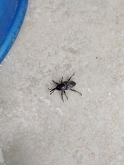 Cosmopolites sordidus