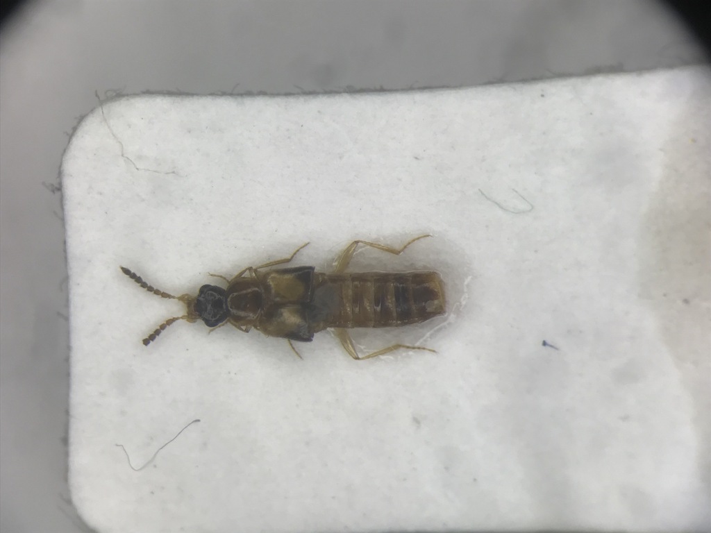 Gyrophaena insolens