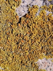 Xanthoria parietina