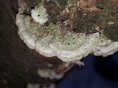 Trichaptum abietinum