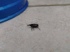 Cosmopolites sordidus
