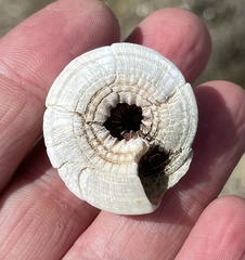 Architectonica nobilis