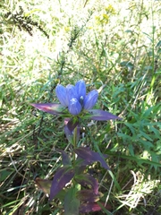 Gentiana andrewsii andrewsii