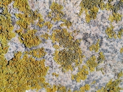 Xanthoria parietina
