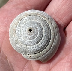 Architectonica nobilis