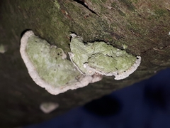 Trichaptum abietinum