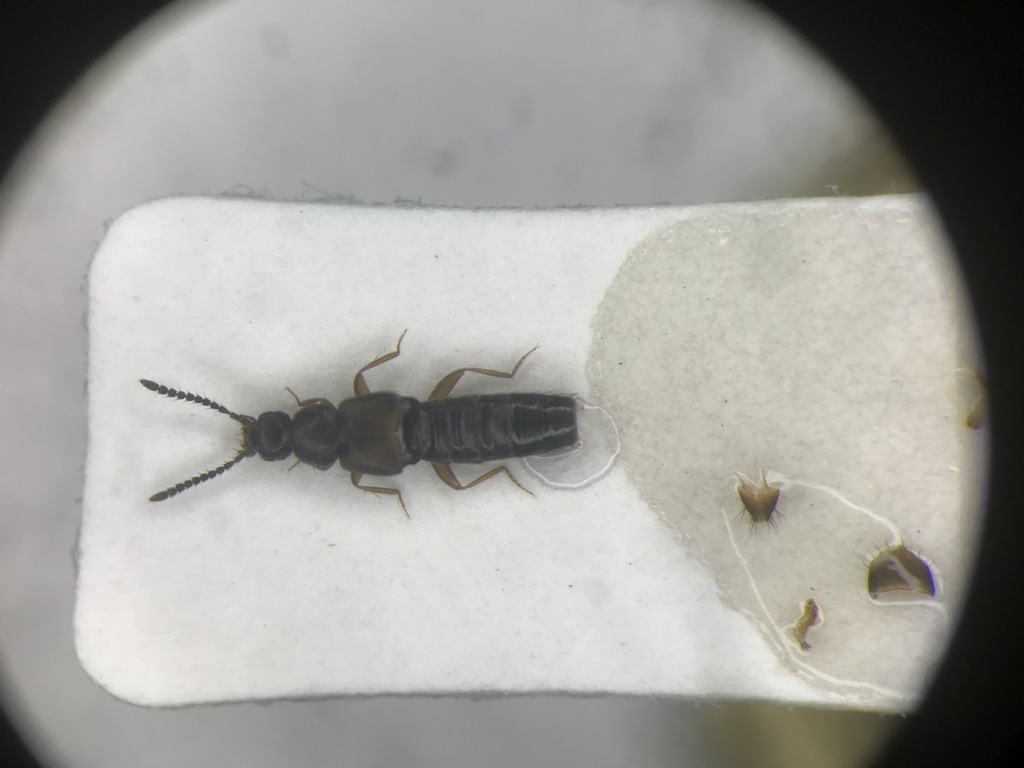 Atheta burwelli