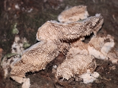 Trichaptum abietinum