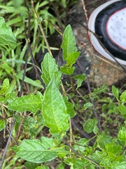 Solanum furcatum