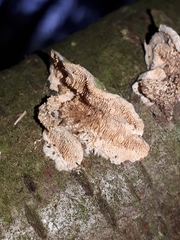 Trichaptum abietinum