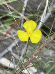 Xyris complanata