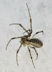 Pityohyphantes phrygianus