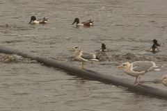 Larus brachyrhynchus