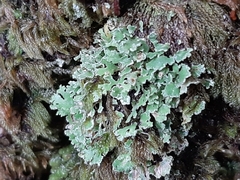 Cladonia pyxidata