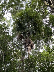 Sabal mauritiiformis
