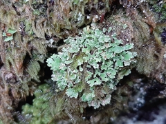 Cladonia pyxidata