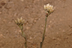 Antennaria rosea