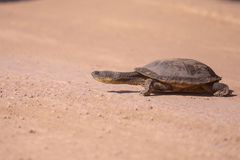 Acanthochelys macrocephala