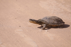 Acanthochelys macrocephala