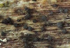 Durella melanochlora