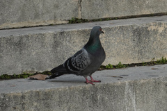 Columba livia domestica