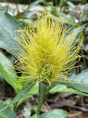Schaueria calytricha