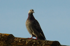 Columba livia domestica