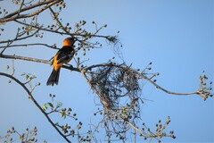Icterus gularis yucatanensis